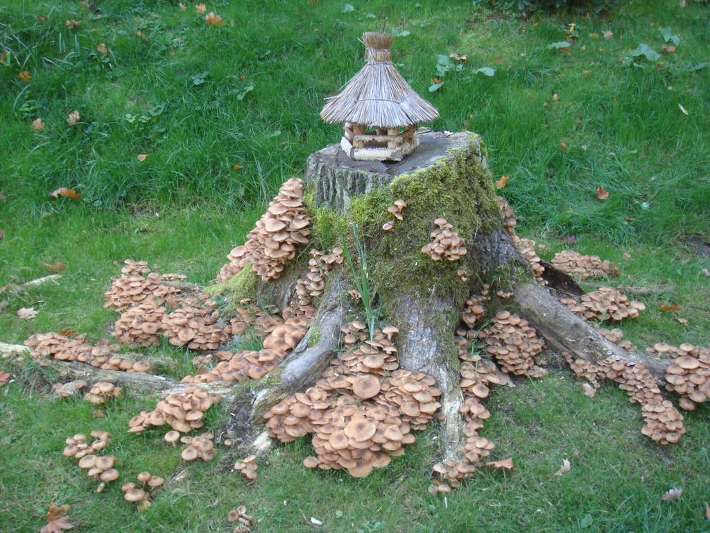 Agromurena Gryfów Śląski 외부 사진